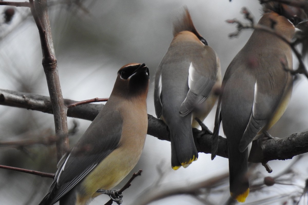 Cedar Waxwing - ML616253496