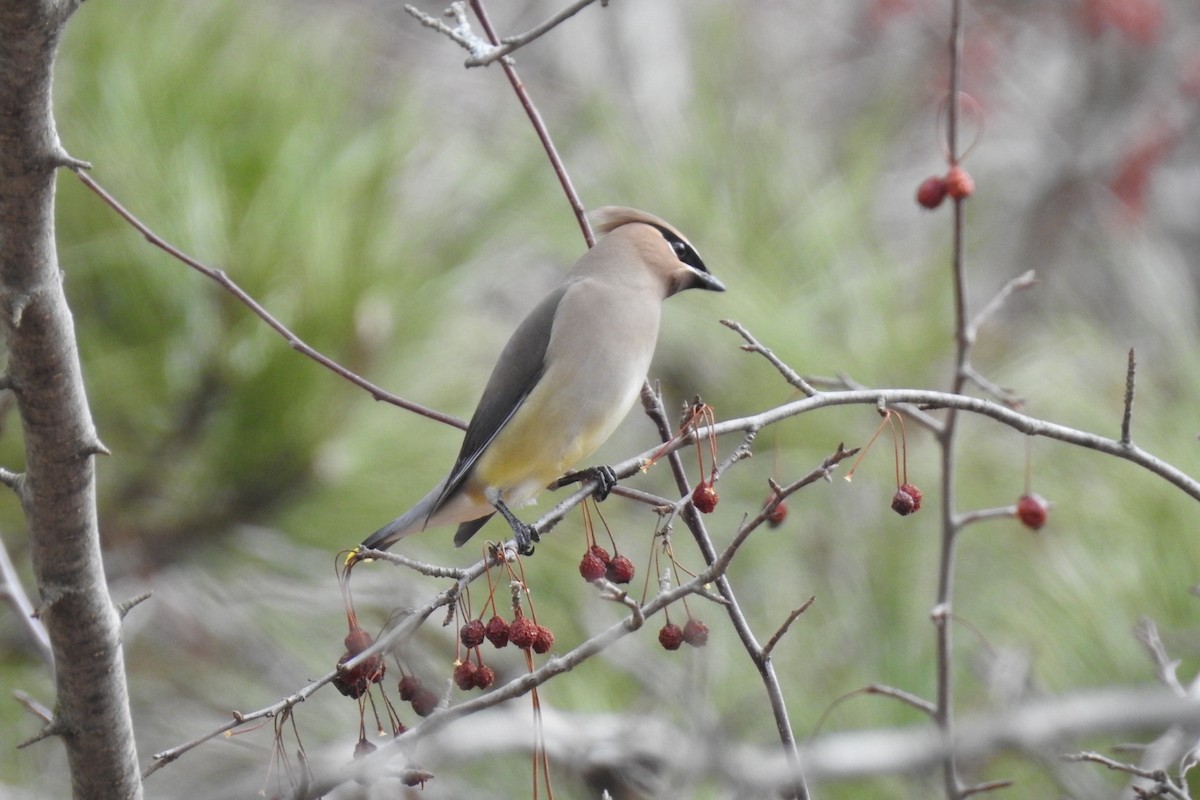 Cedar Waxwing - ML616253497