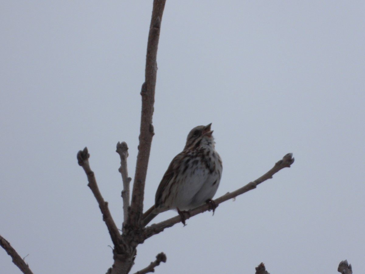 Song Sparrow - Serge Benoit