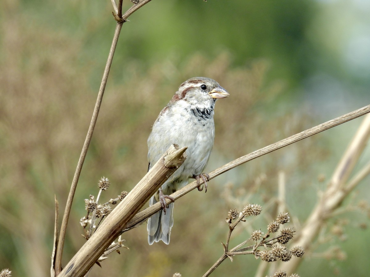 House Sparrow - ML616253510