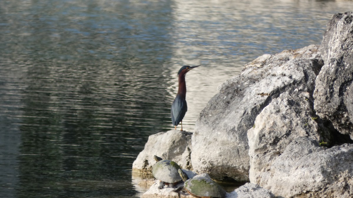 Green Heron - ML616253520