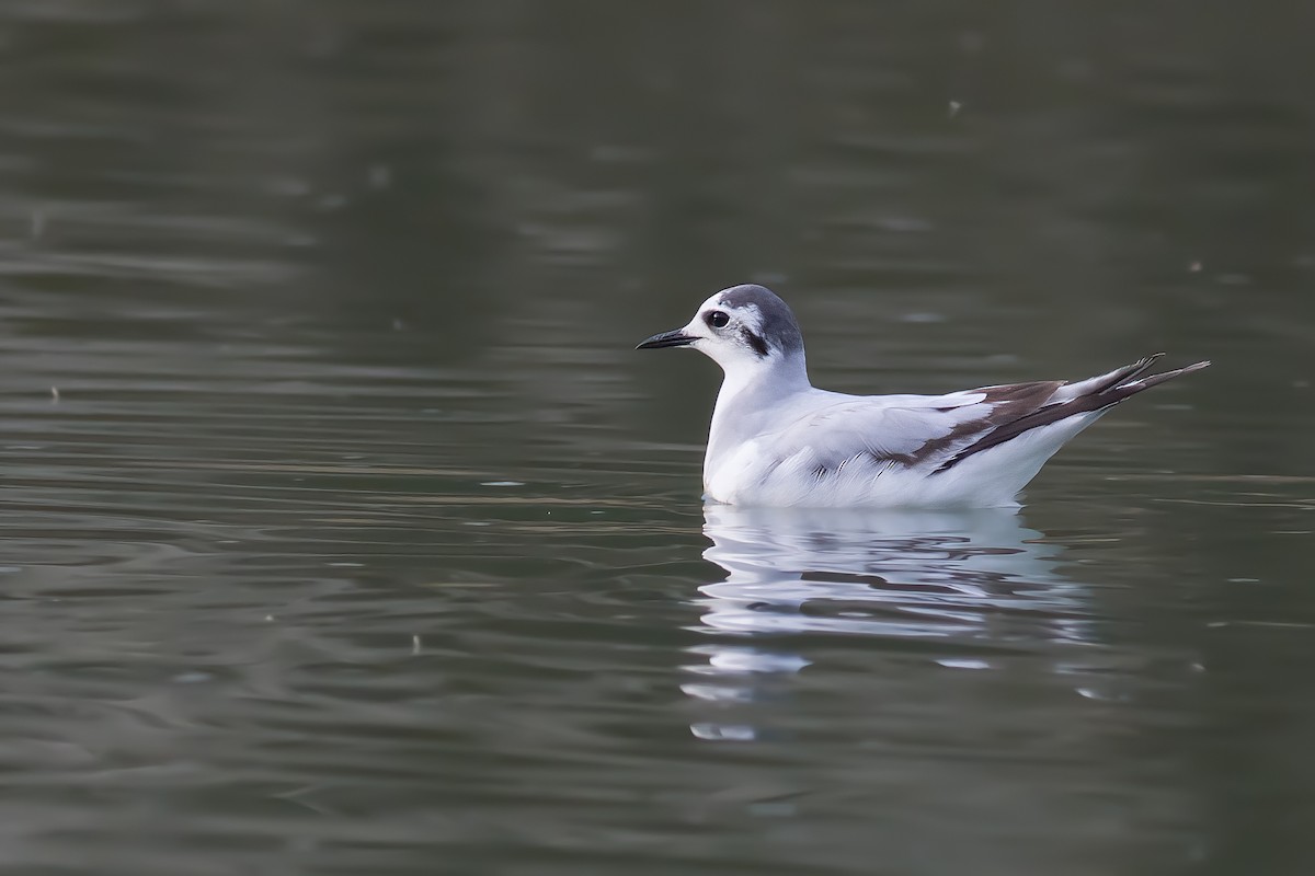 Mouette pygmée - ML616253539