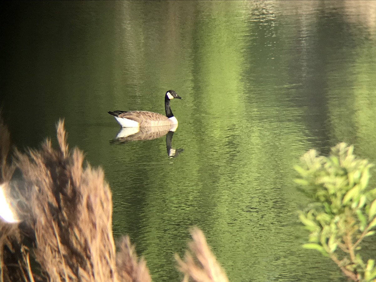 Canada Goose - ML616253540