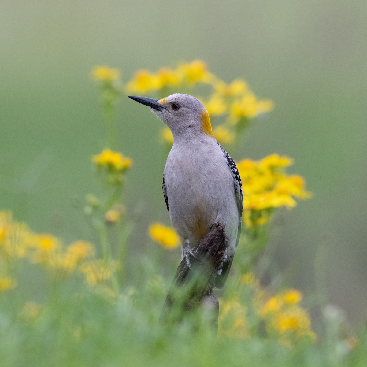 Golden-fronted Woodpecker - ML616253544