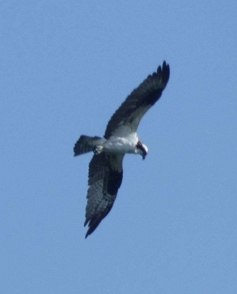 Osprey - ML616253554