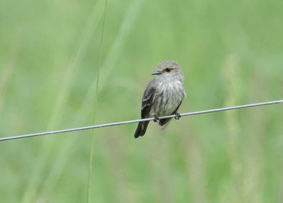 Vermilion Flycatcher - ML616253612