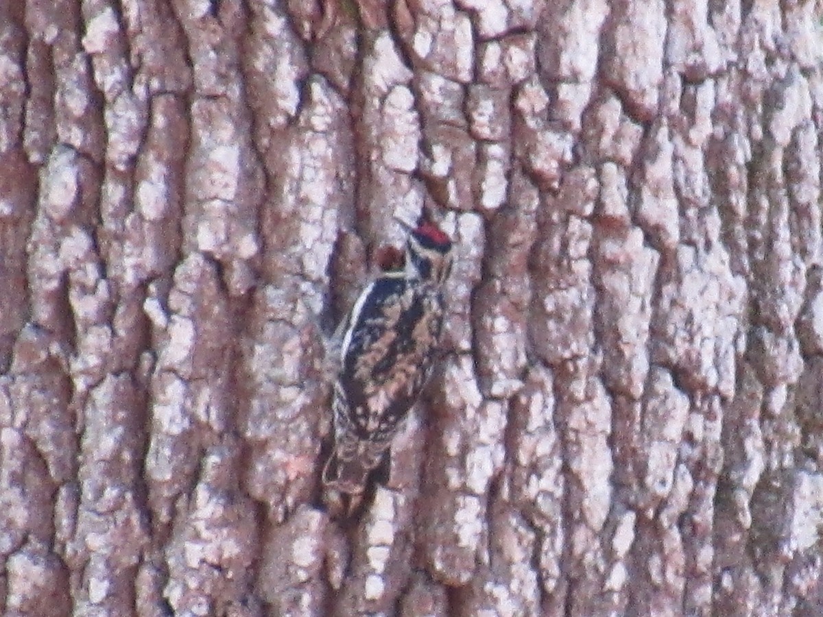 Yellow-bellied Sapsucker - ML616253620