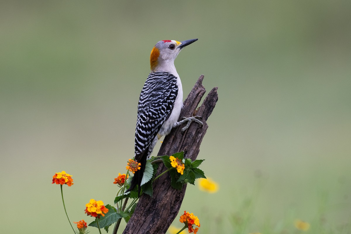 Golden-fronted Woodpecker - ML616253636
