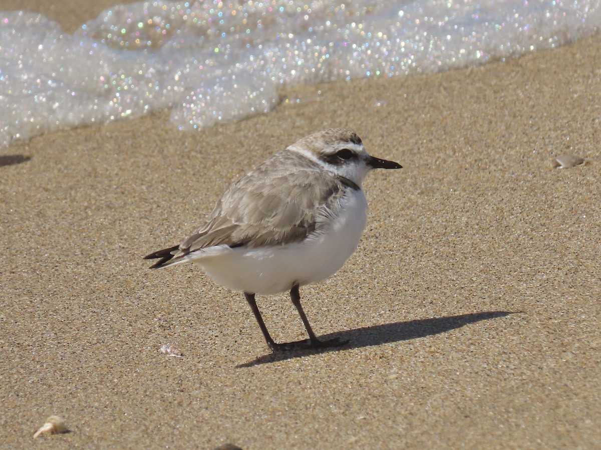 Snowy Plover - ML616253660