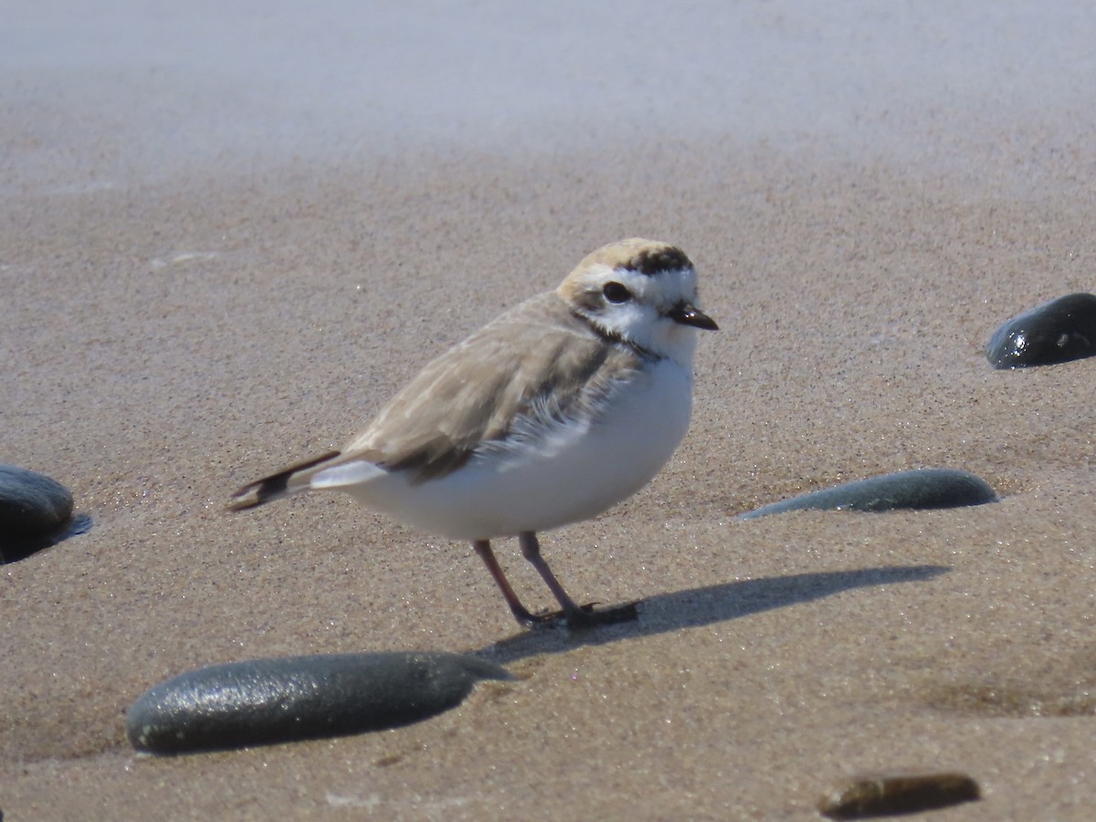 Snowy Plover - Alane Gray