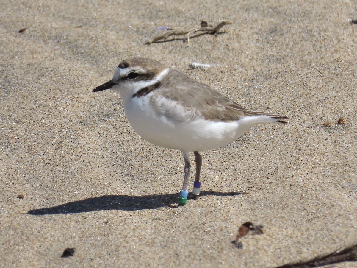 Snowy Plover - ML616253662