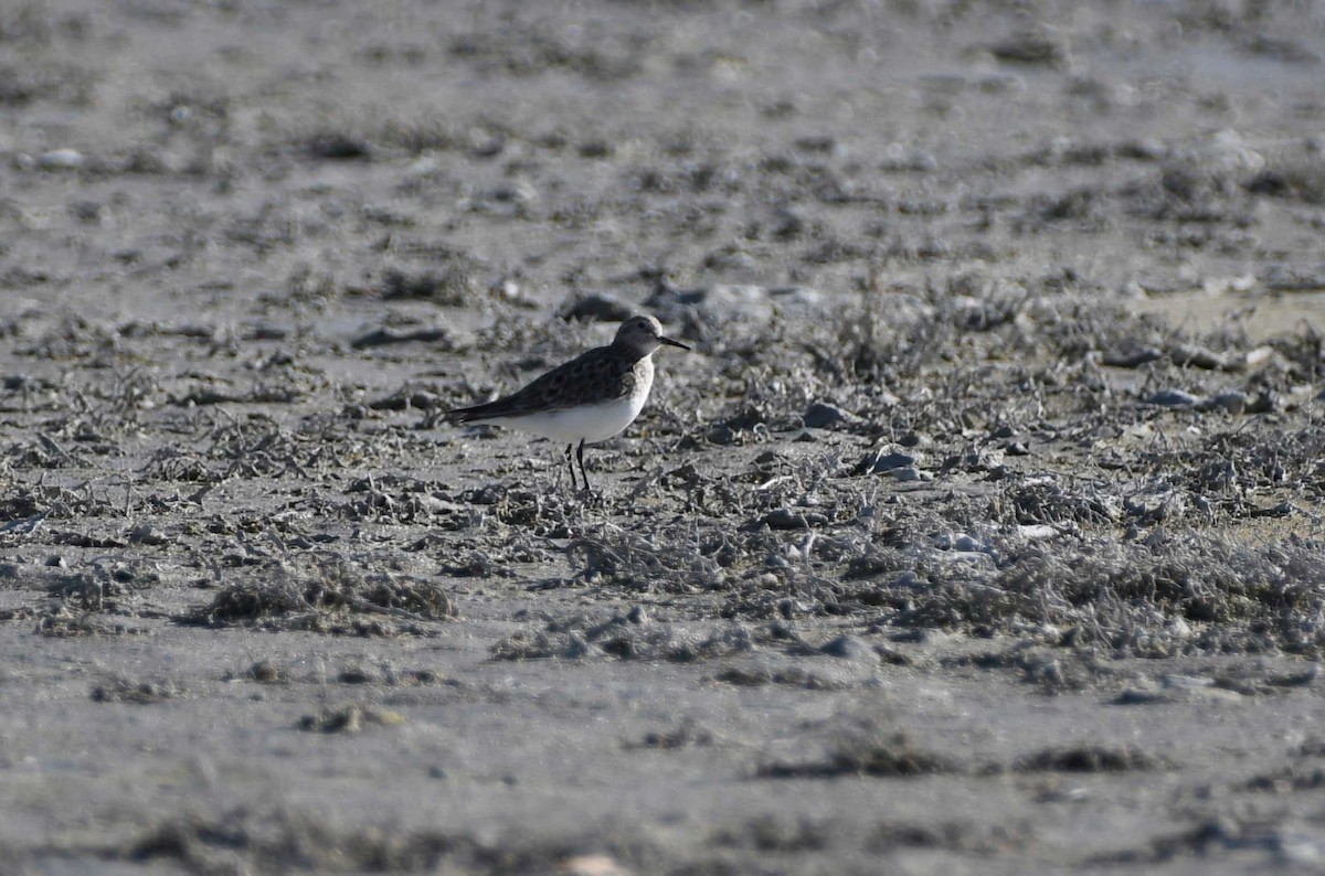 Baird's Sandpiper - ML616253694