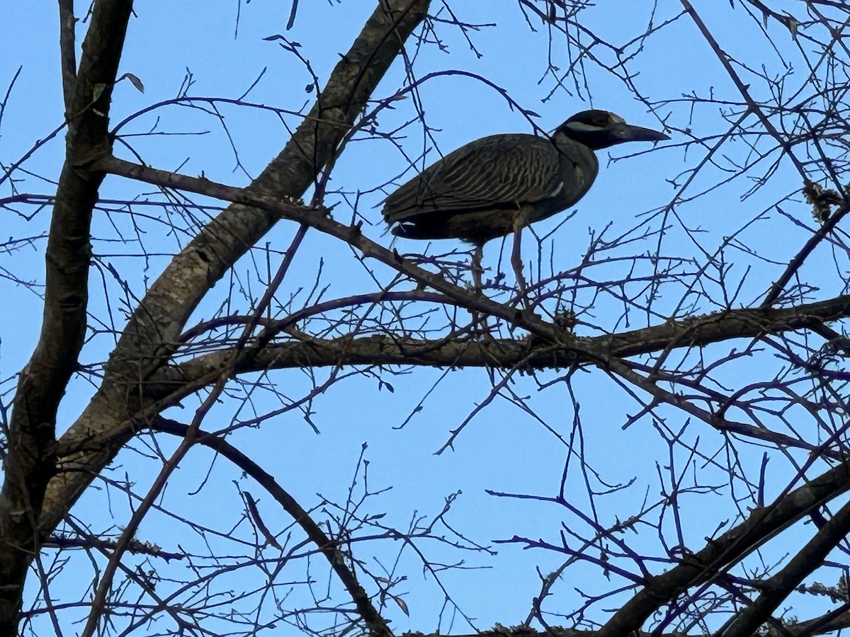 Yellow-crowned Night Heron - ML616253700