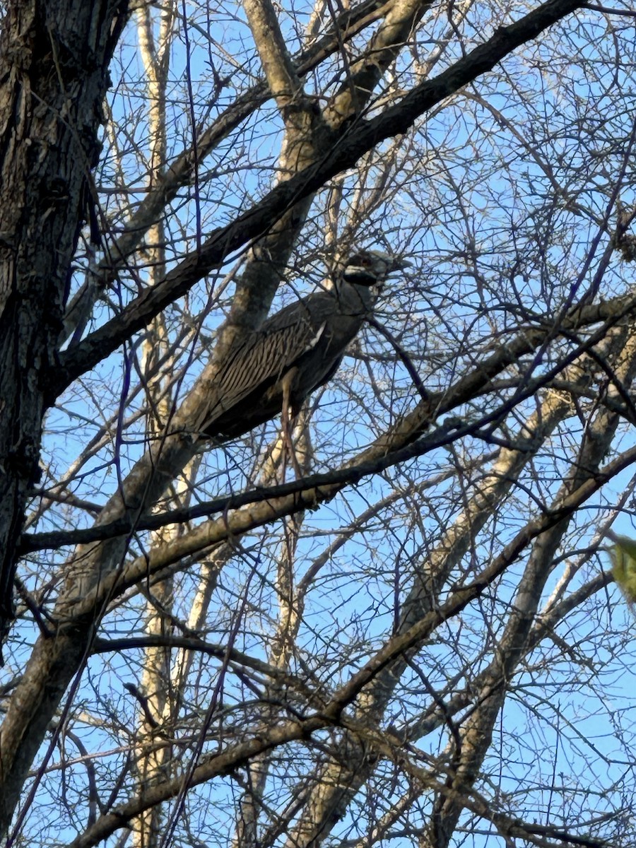 Yellow-crowned Night Heron - ML616253702