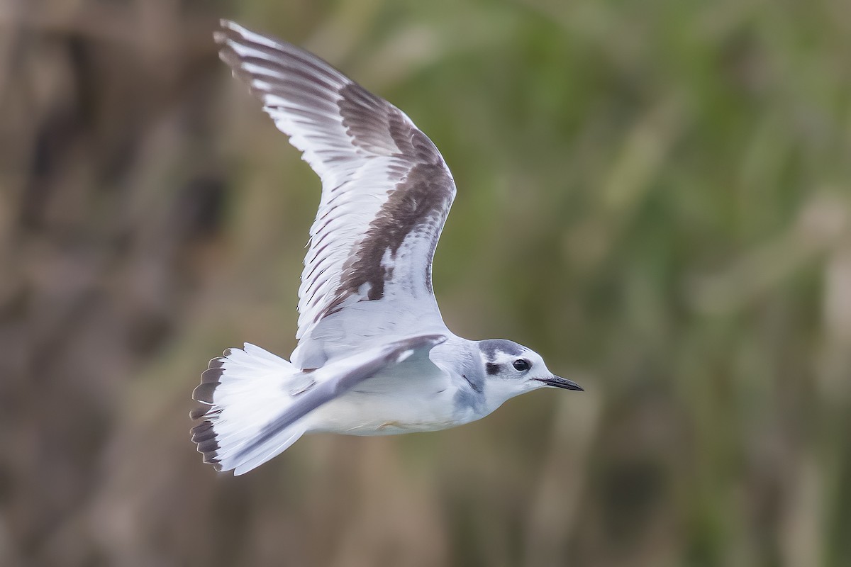 Little Gull - ML616253706