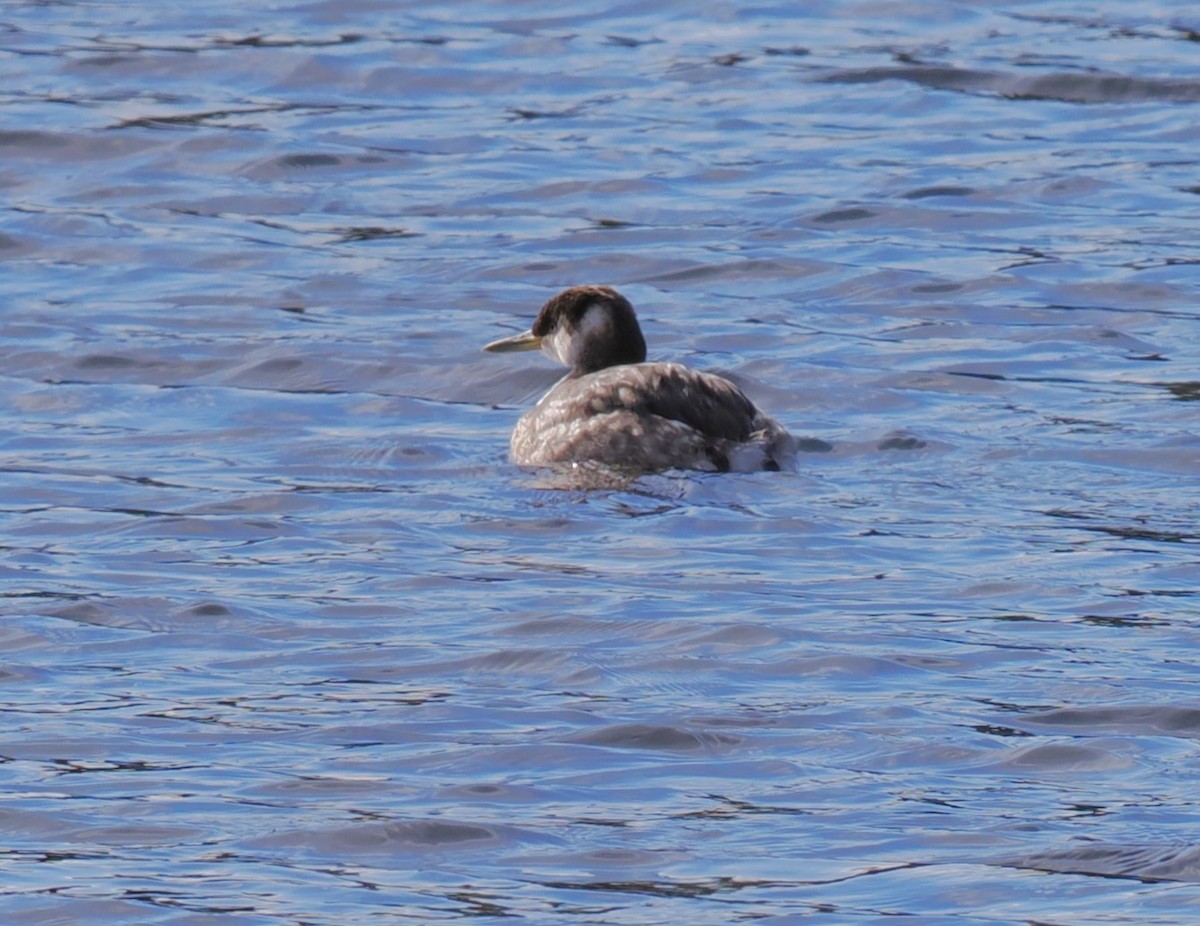 Red-necked Grebe - ML616253707