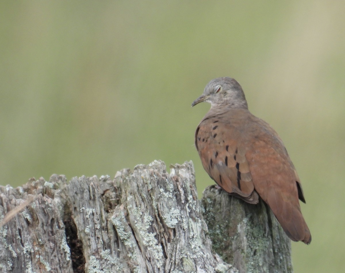 Ruddy Ground Dove - ML616253714