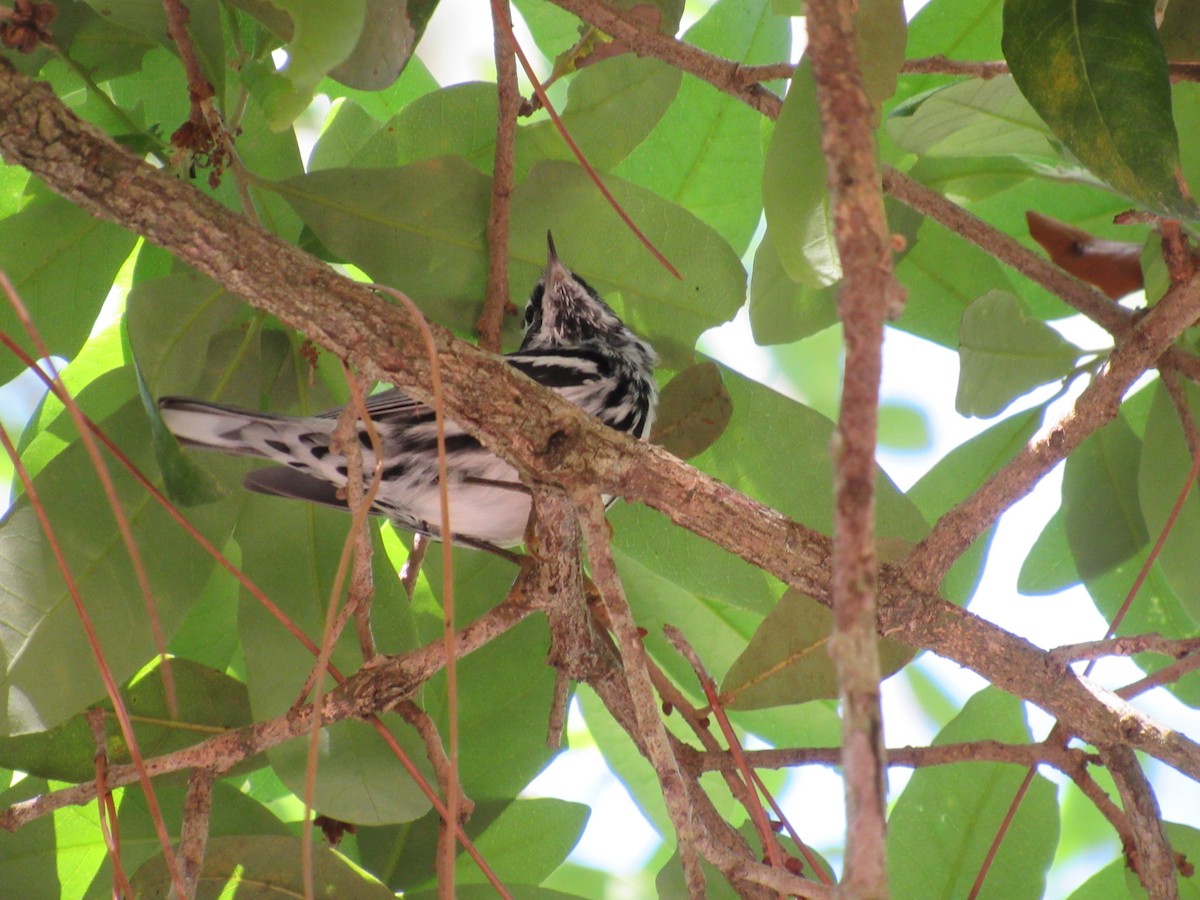 Black-and-white Warbler - ML616253717