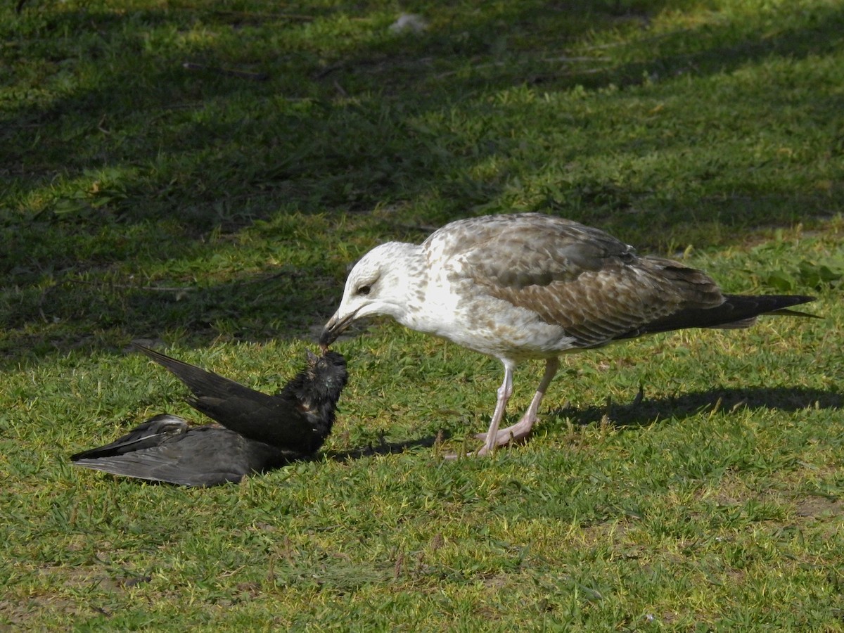 Lesser Black-backed Gull - ML616253789