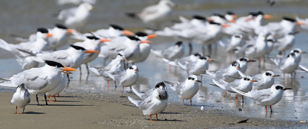 Royal Tern - ML616253819