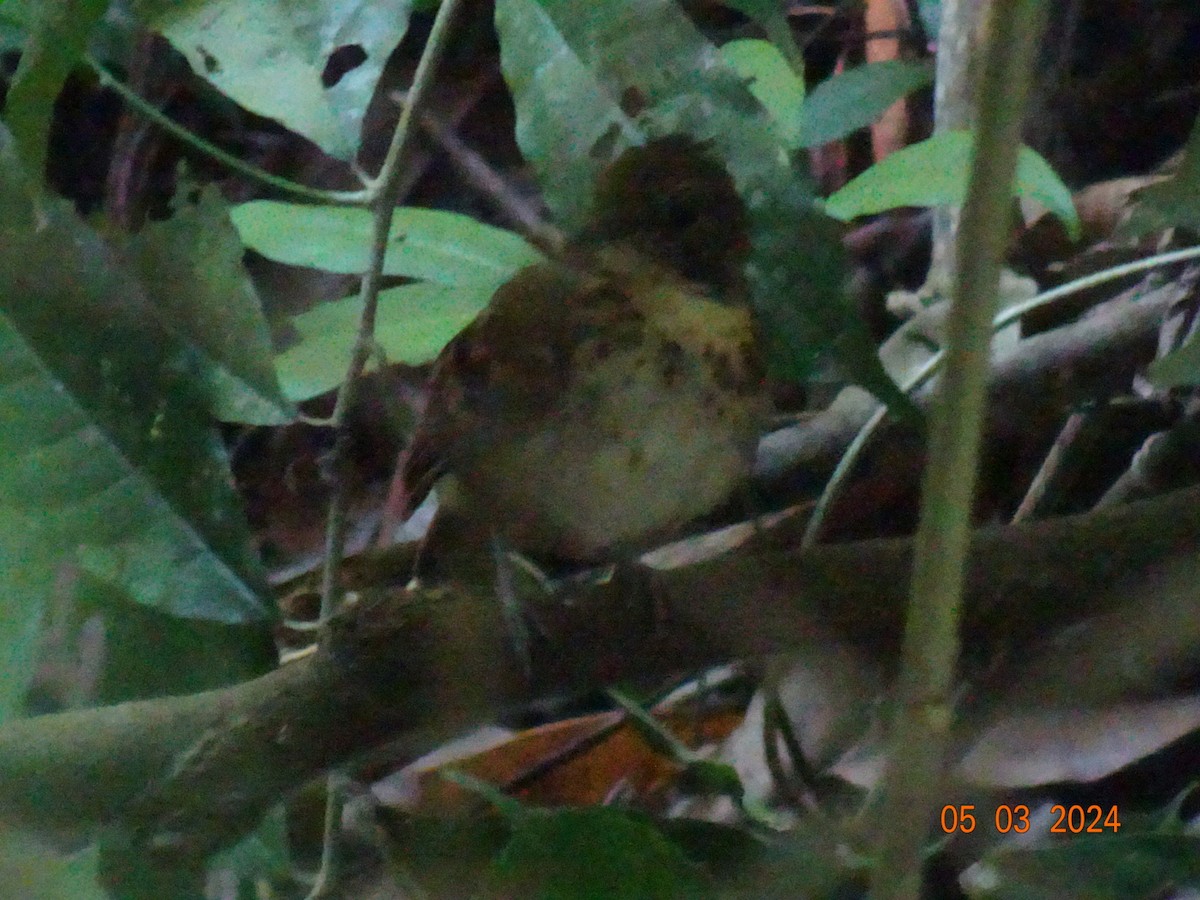 Spotted Antbird - ML616253826