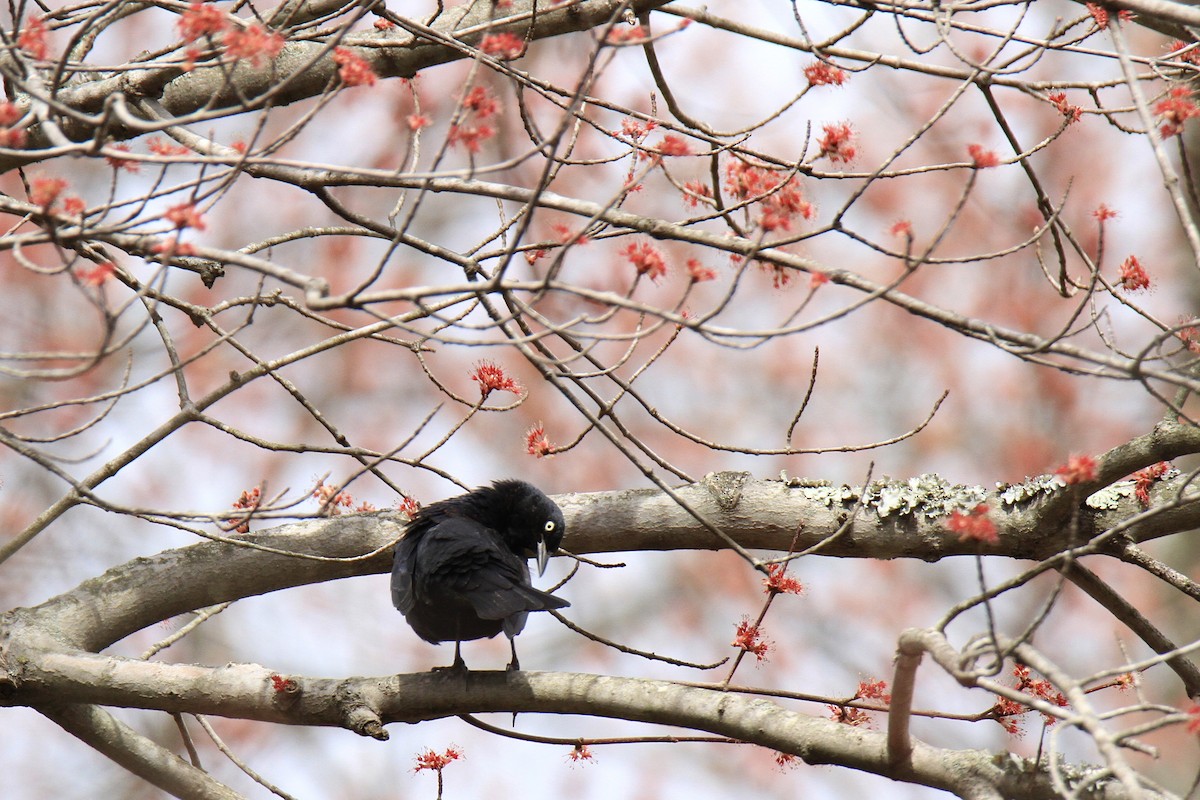 Rusty Blackbird - ML616253837