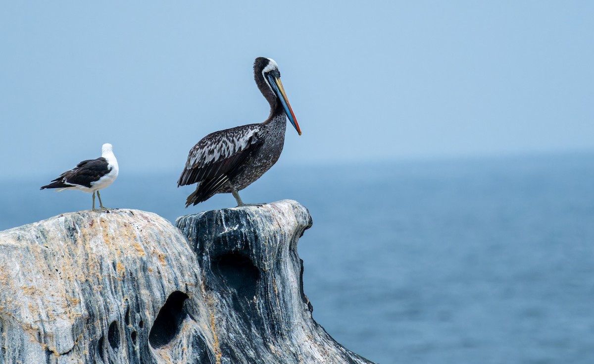 Peruvian Pelican - ML616253884