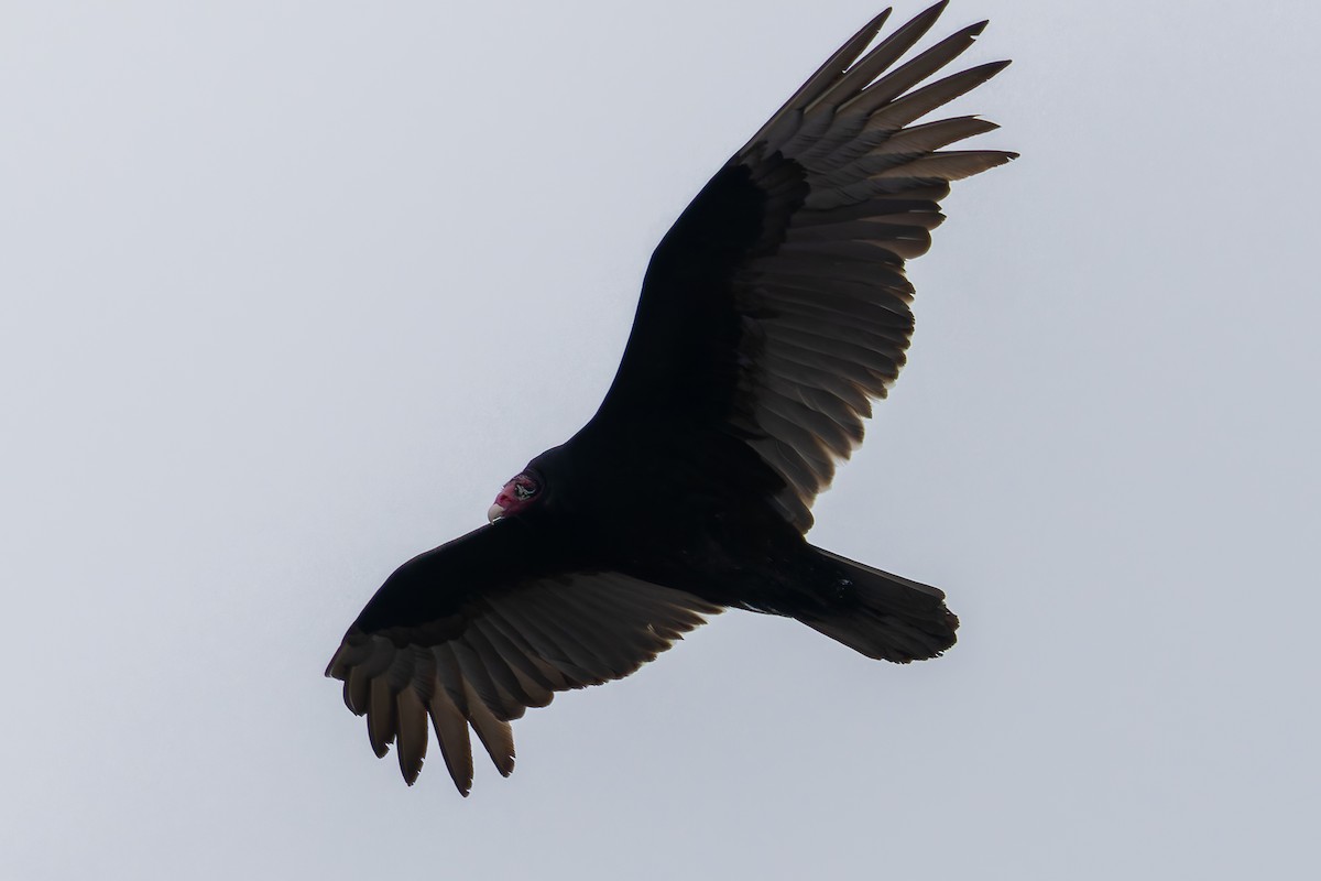 Turkey Vulture - ML616253885