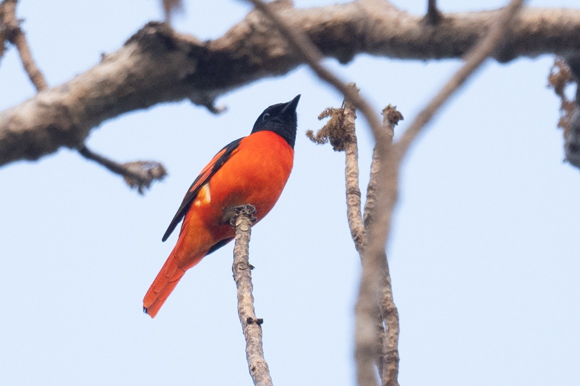 Scarlet Minivet - Ross Bartholomew