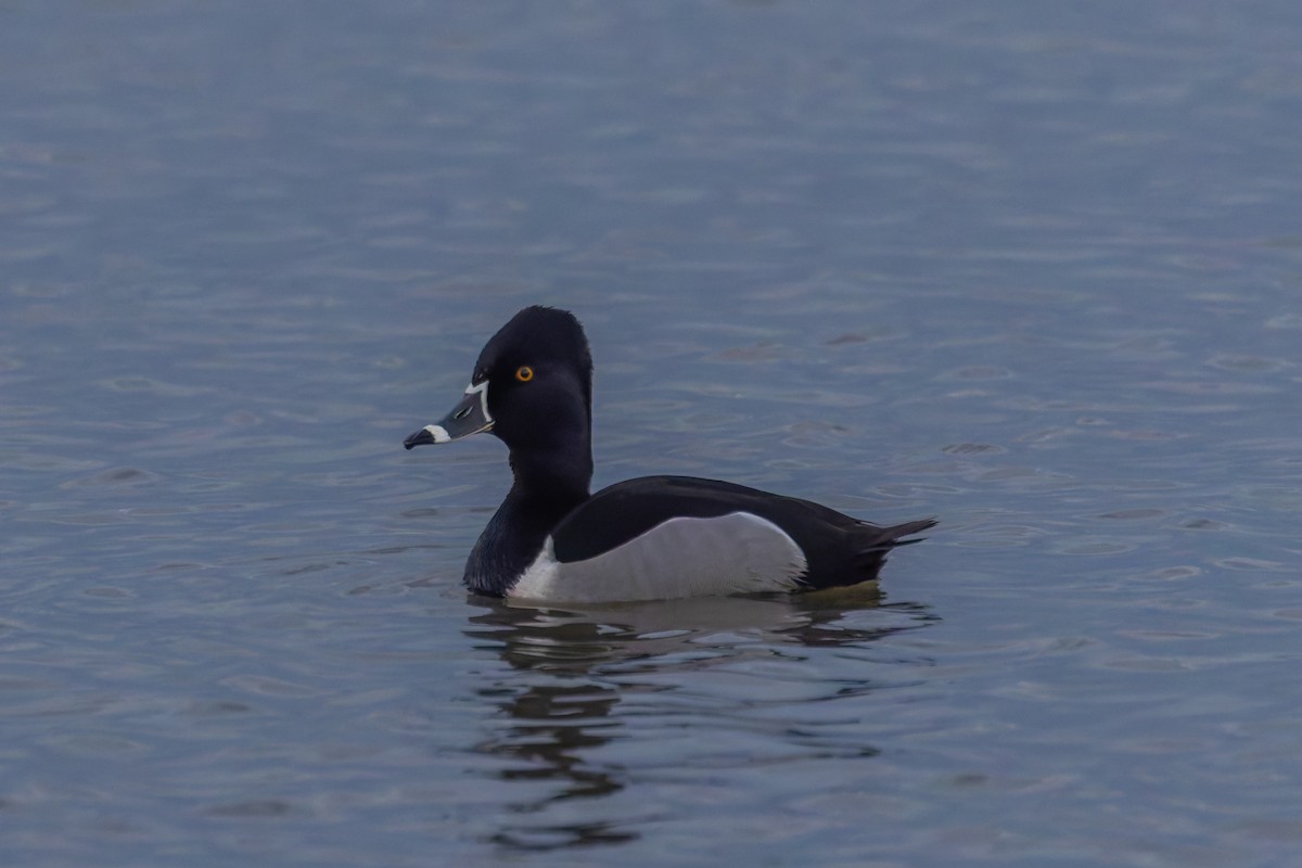 Ring-necked Duck - Zach Schwartz-Weinstein