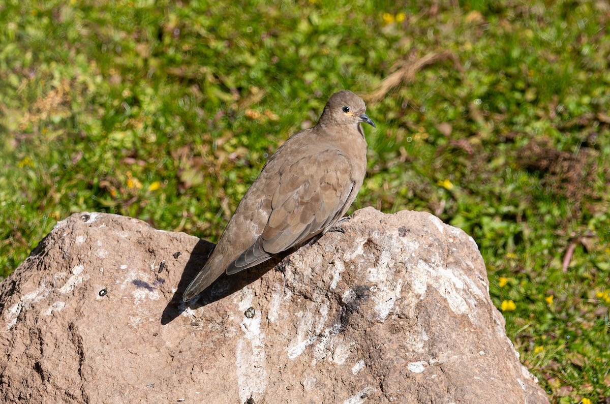 Black-winged Ground Dove - ML616254022