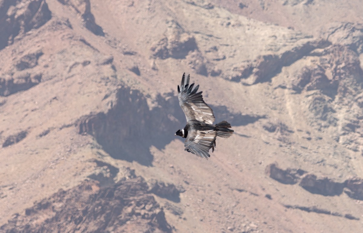 Andean Condor - ML616254031