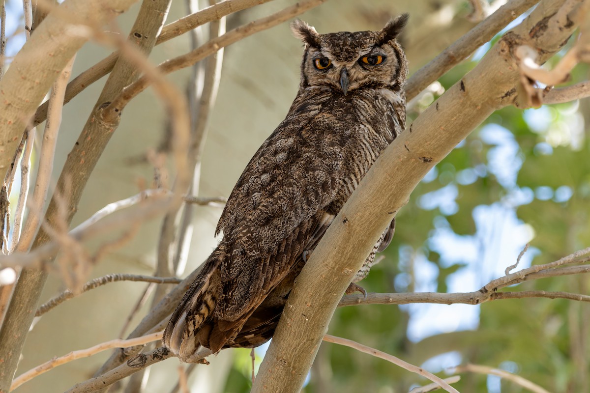 Lesser Horned Owl - ML616254046