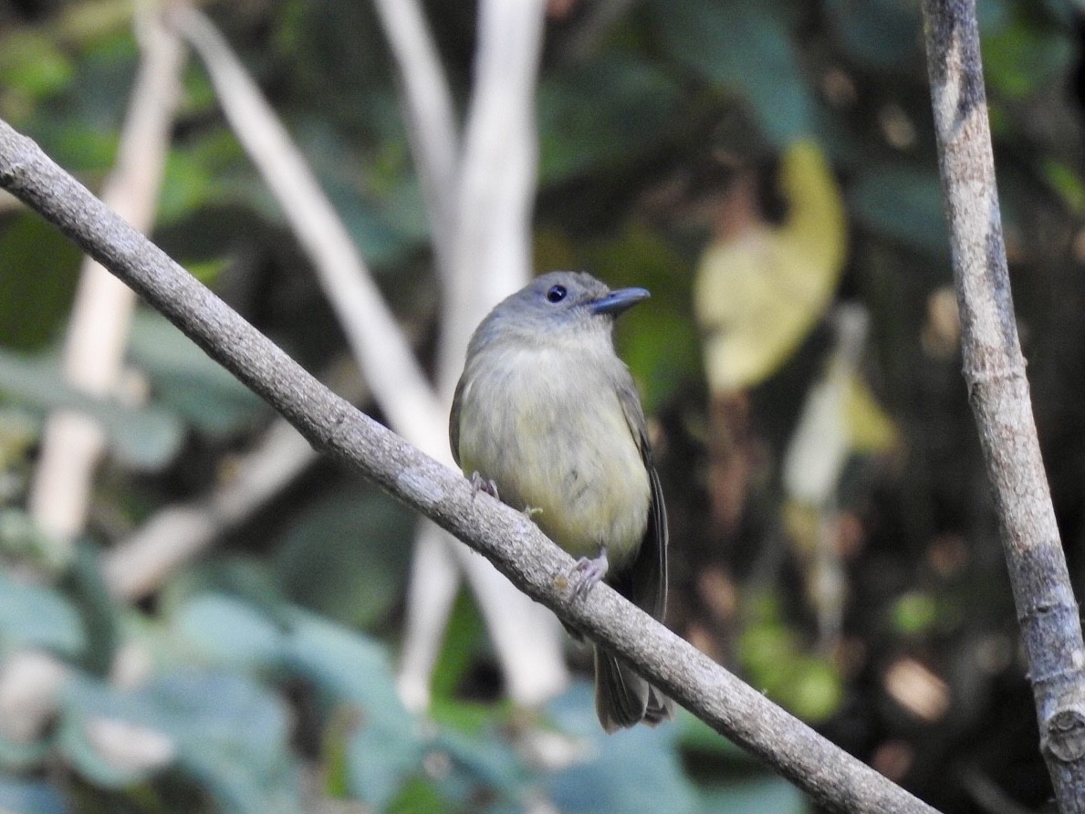 Blue Mountain Vireo - Gloria and Andy Schwabe
