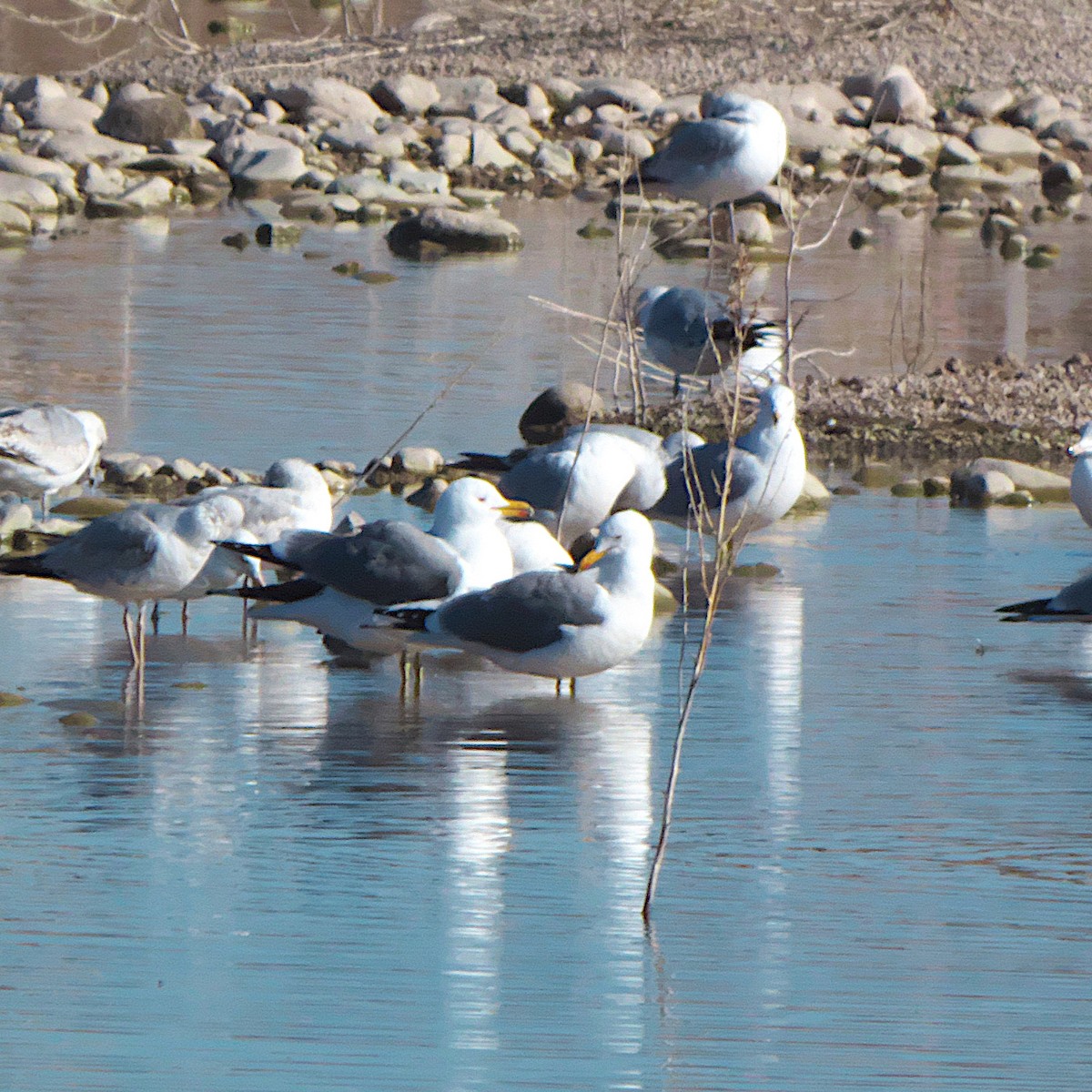 California Gull - ML616254141