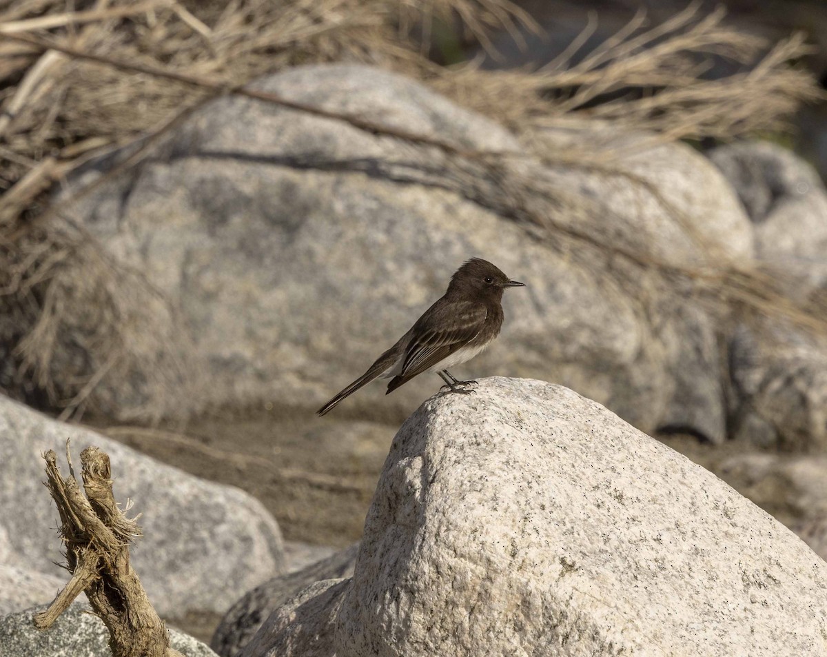 Black Phoebe - ML616254165