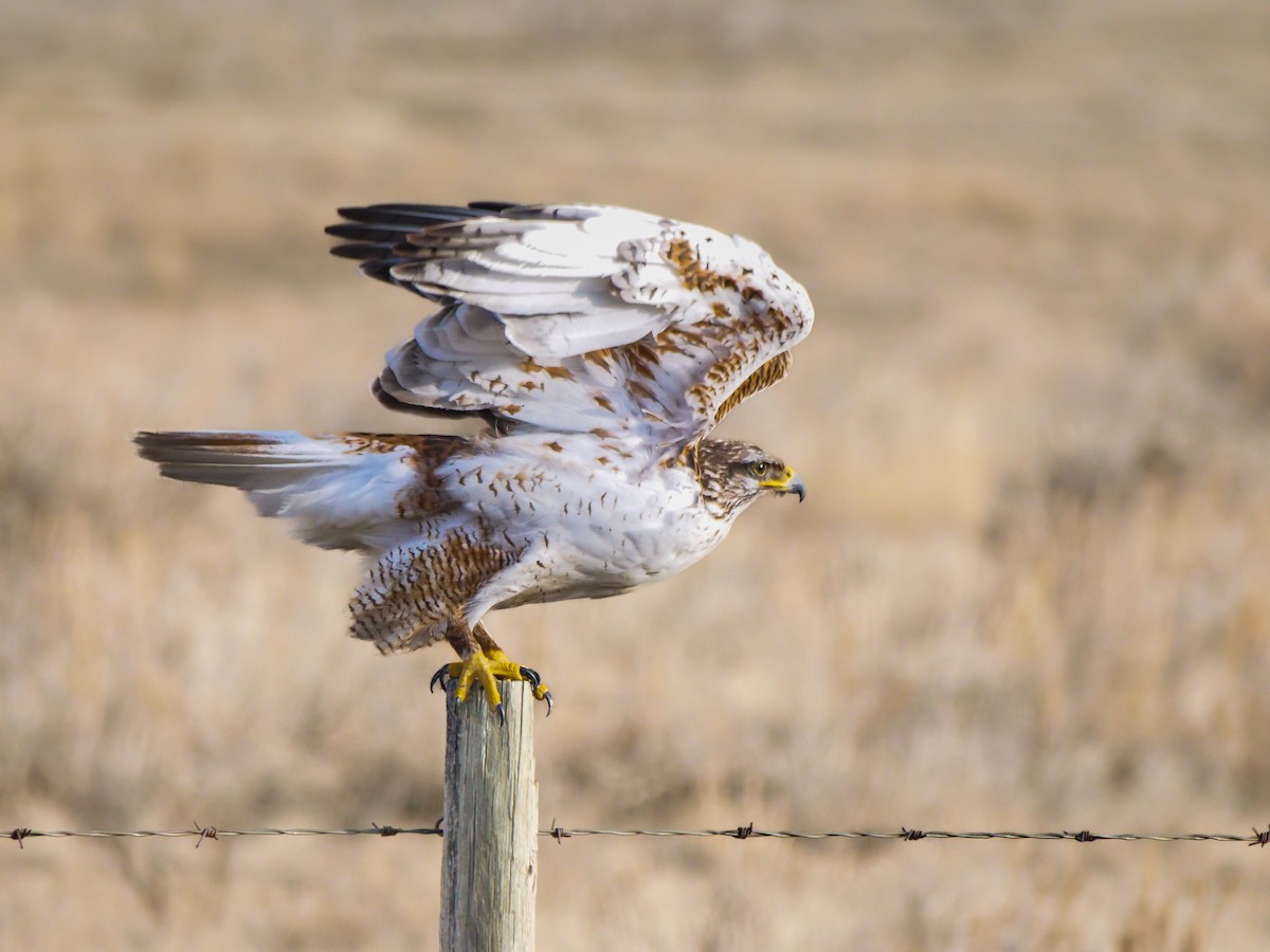 Ferruginous Hawk - ML616254173