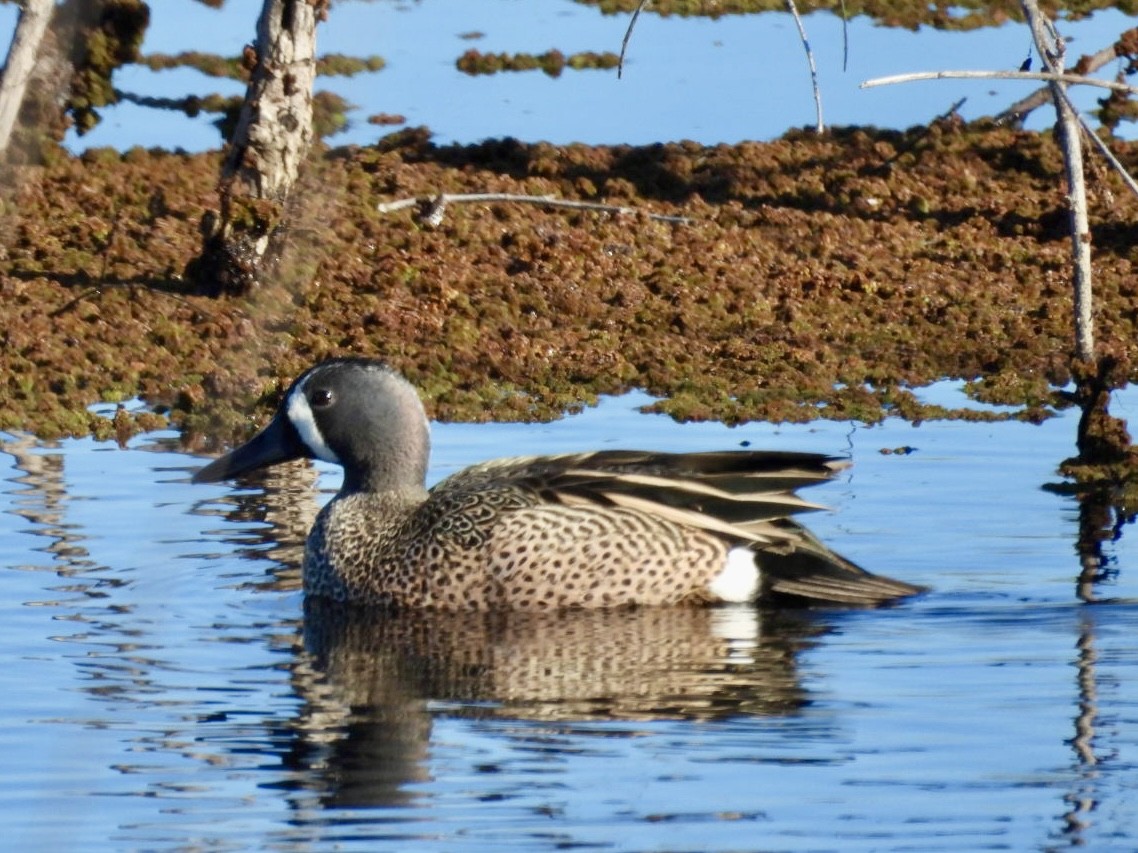 Blue-winged Teal - ML616254188