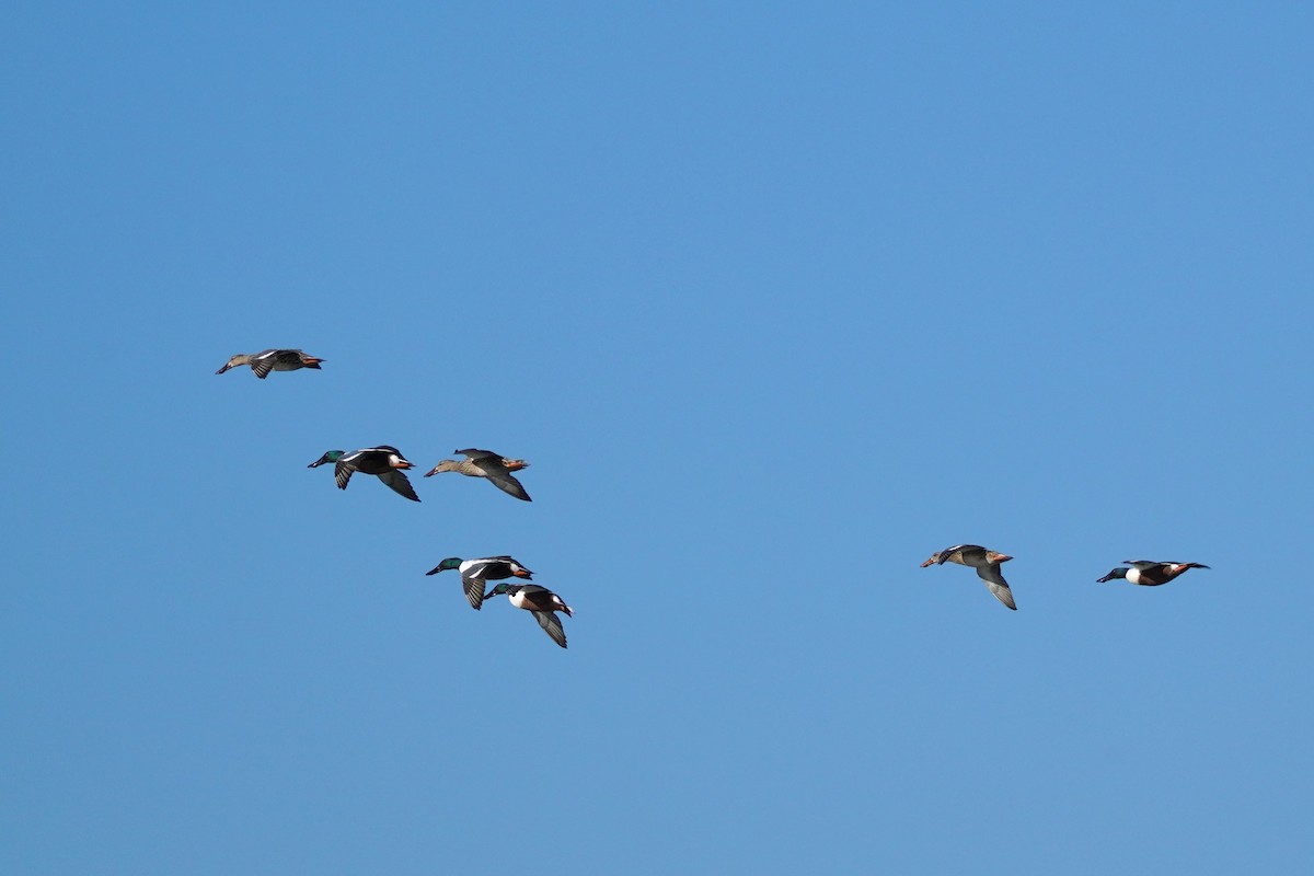 Northern Shoveler - ML616254201