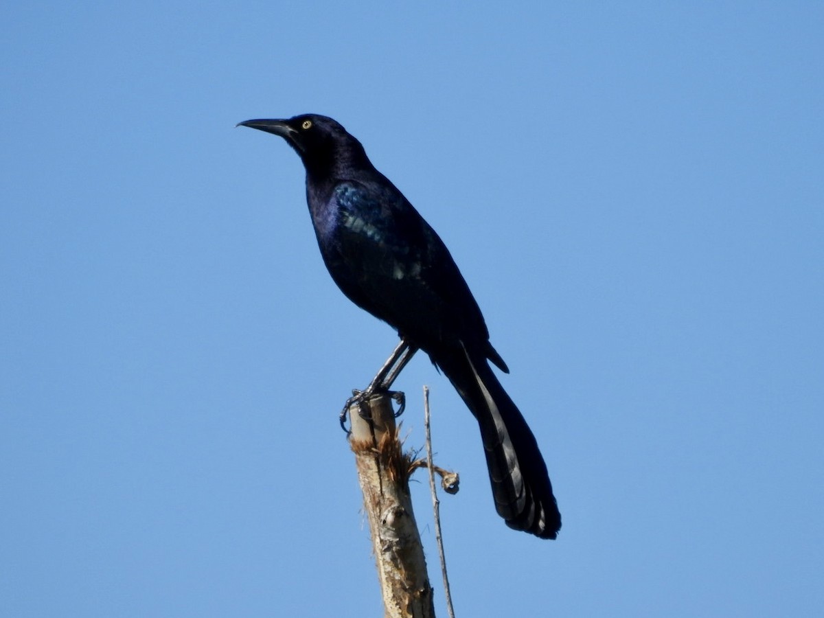 Great-tailed Grackle - ML616254226