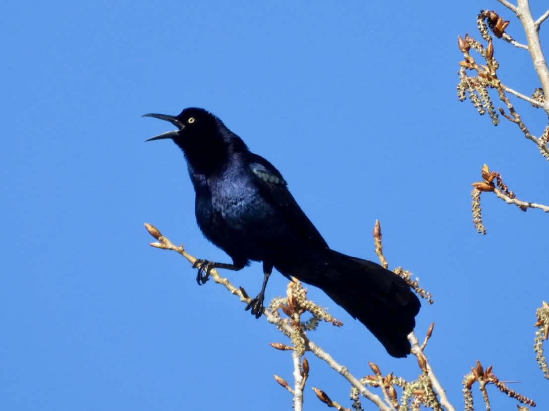 Great-tailed Grackle - ML616254227