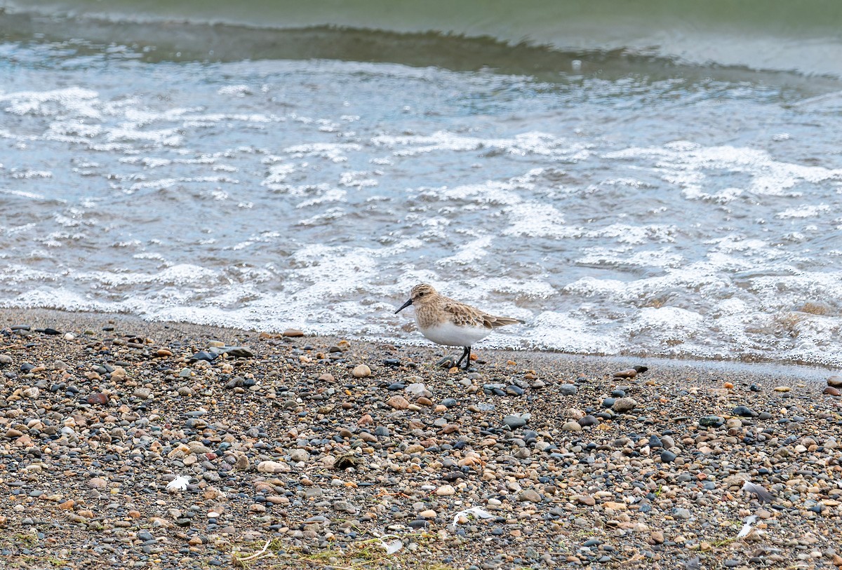 Baird's Sandpiper - ML616254282