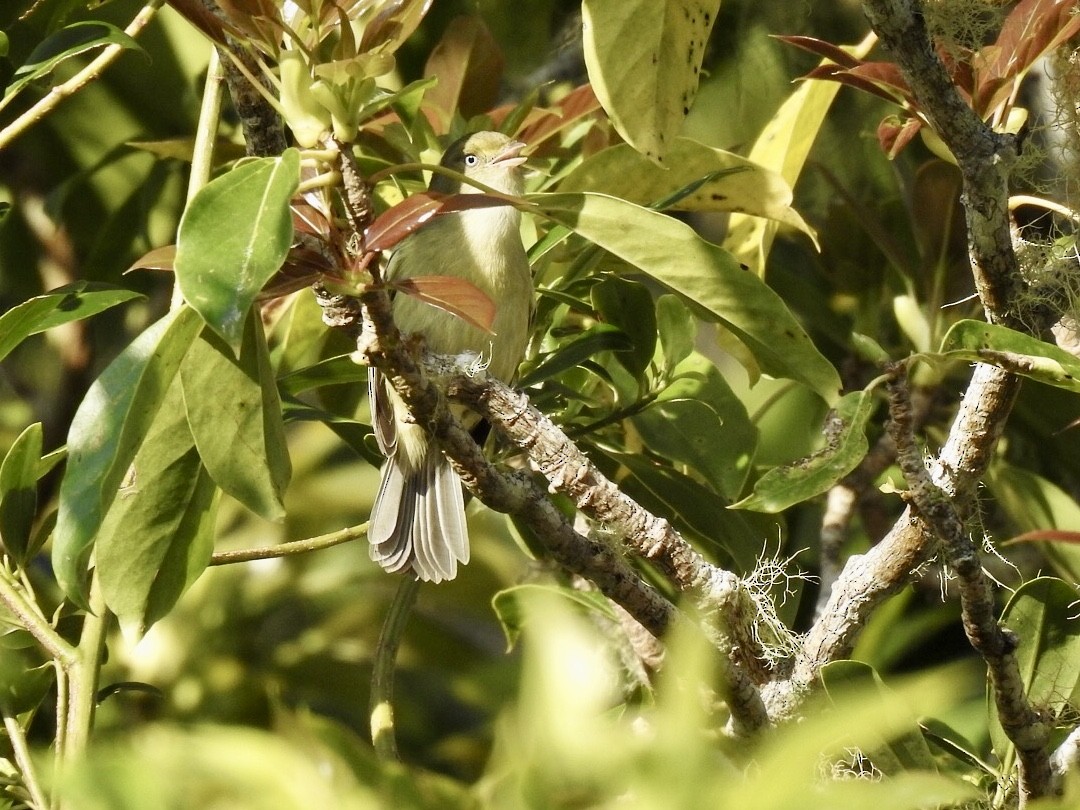 Jamaican Vireo - Gloria and Andy Schwabe