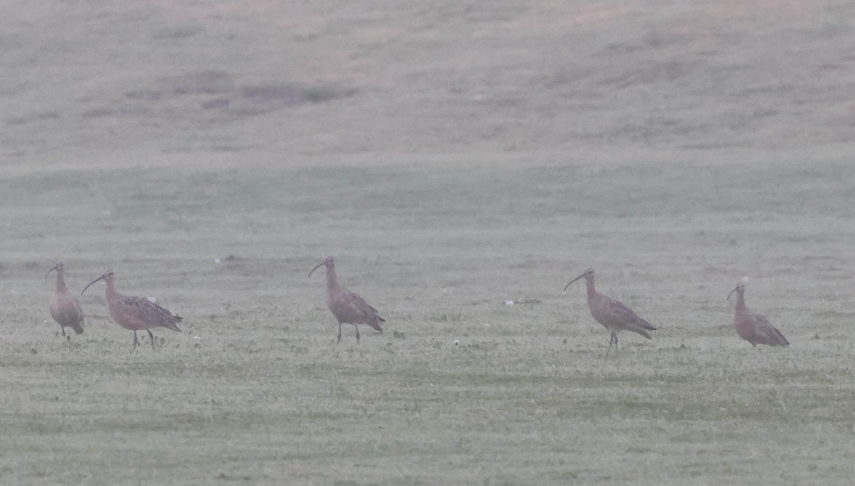 Long-billed Curlew - ML616254294