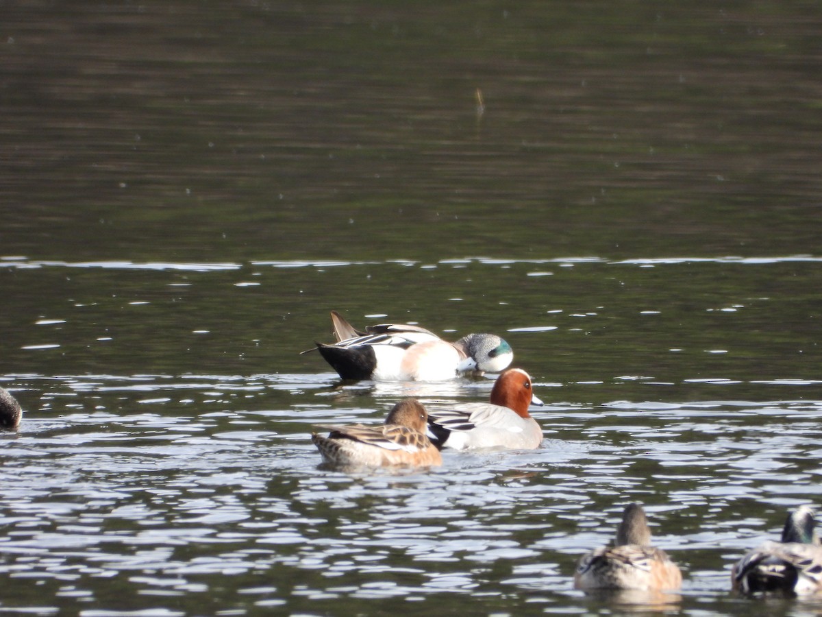 Eurasian Wigeon - ML616254337