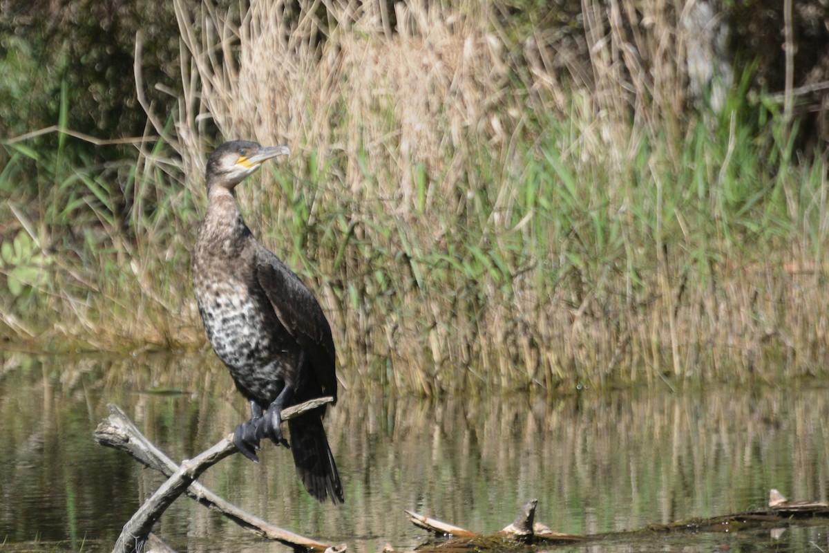 Great Cormorant - Tom Bisko