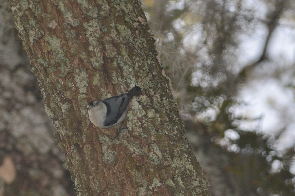 White-breasted Nuthatch - ML616254382