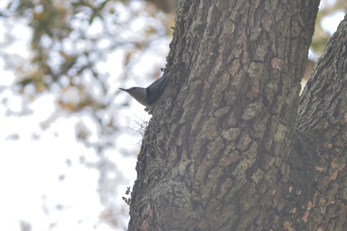 White-breasted Nuthatch - ML616254385