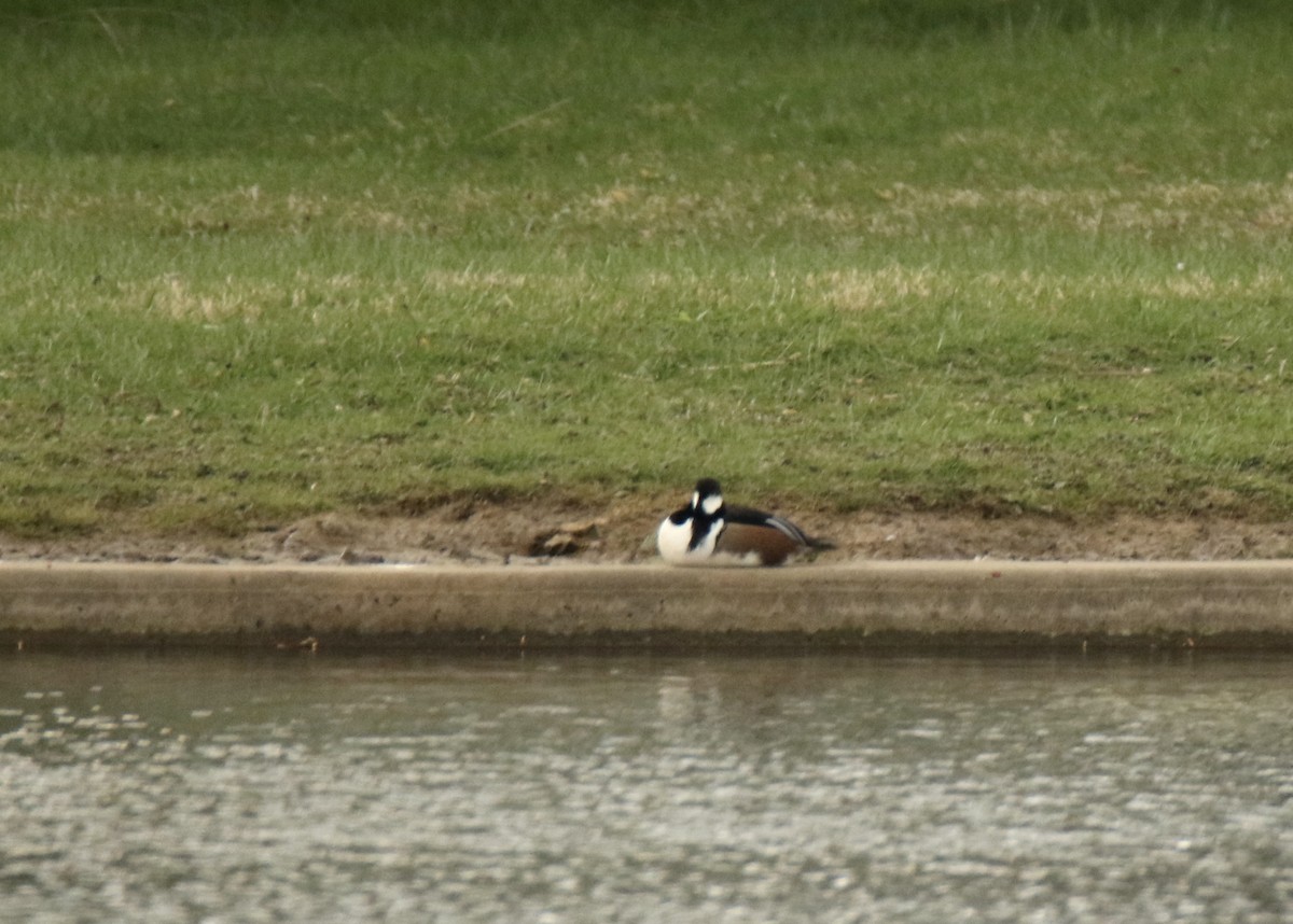 Hooded Merganser - ML616254482