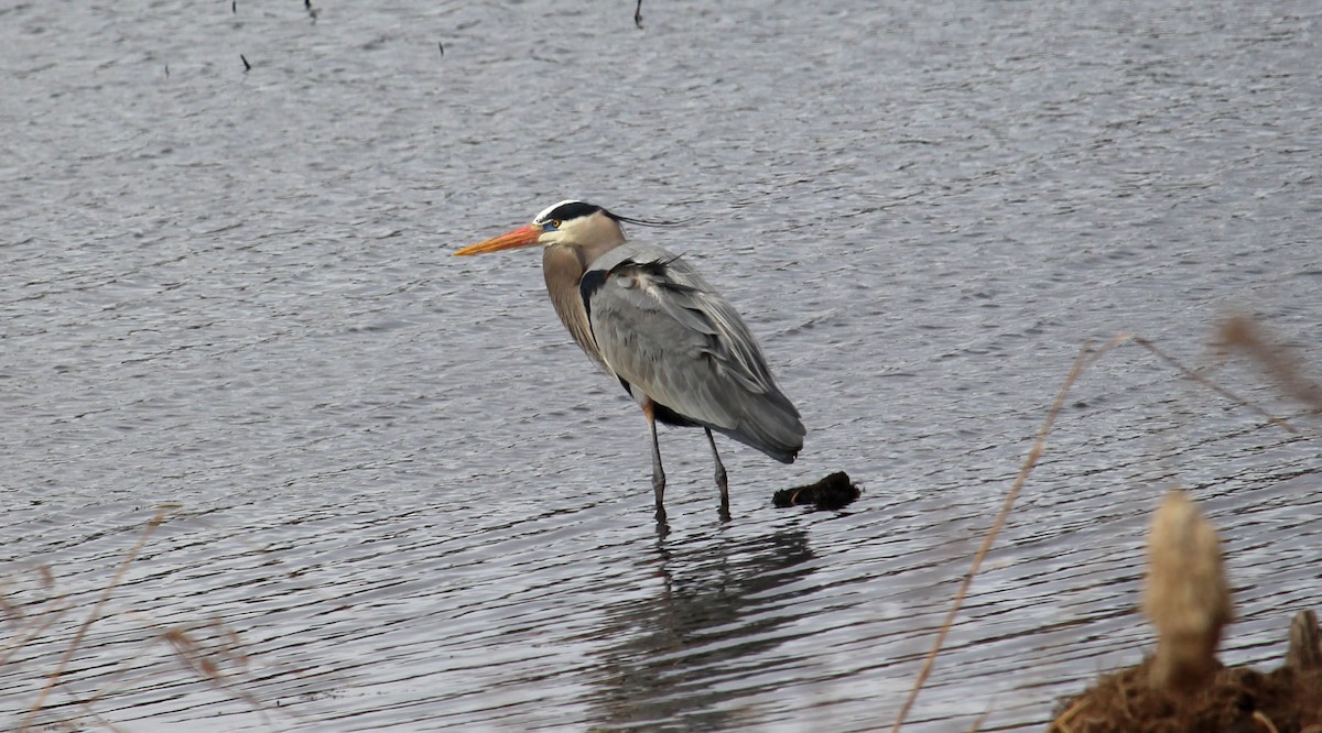 Great Blue Heron - ML616254511